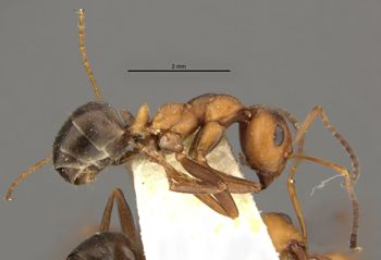 Media type: image;   Entomology 22726 Aspect: habitus lateral